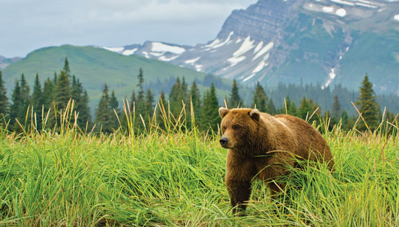 Katmai Alaska Kodiak Bear at Katmai