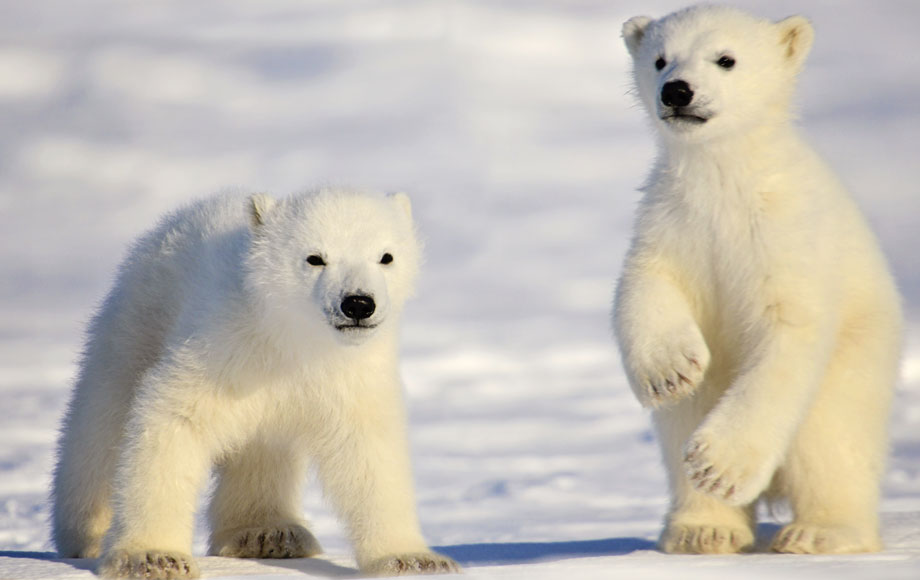 Polar Bear Cubs