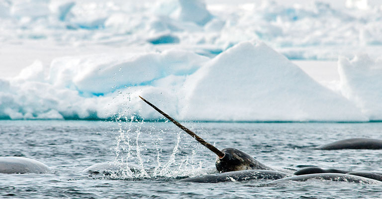 Narwhal in the Arctic