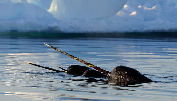 arctic-land-highlights-wildlife