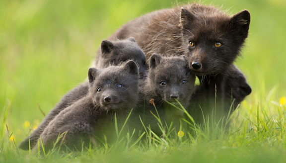 Russian Far East wildlife