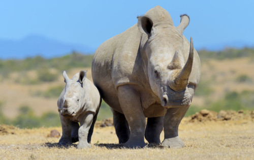 Two white Rhino in Kenya