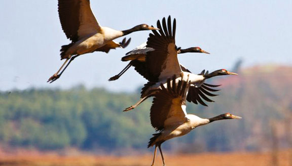Black-necked crane