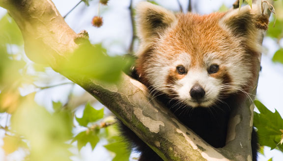 Bhutan wildlife