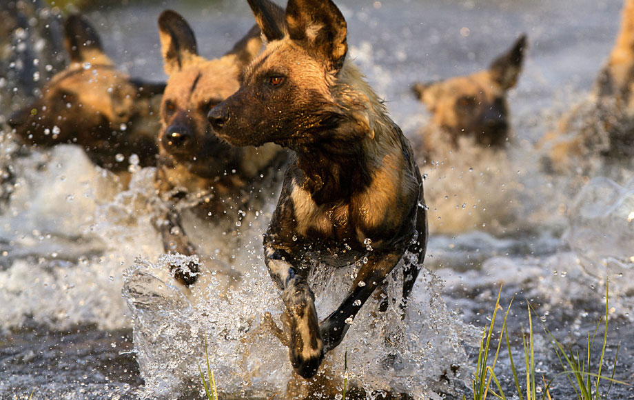 Pack of African wild dogs running through water in Botswana