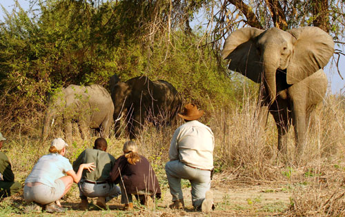 on foot during walking safari up close with elephants