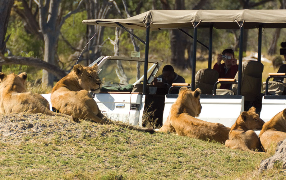 Lion sighting during safari at Bedroom at Desert and Delta Camp Moremi in Bostwana