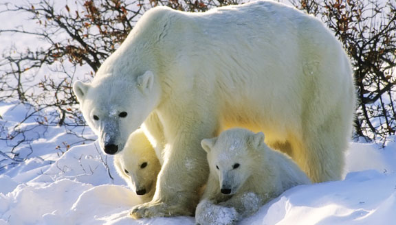 Polar Bear and Cubs Polar Bear and Cubs