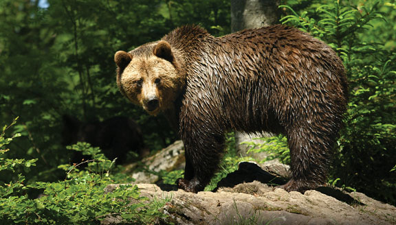 canada-home-highlights-bear-viewing