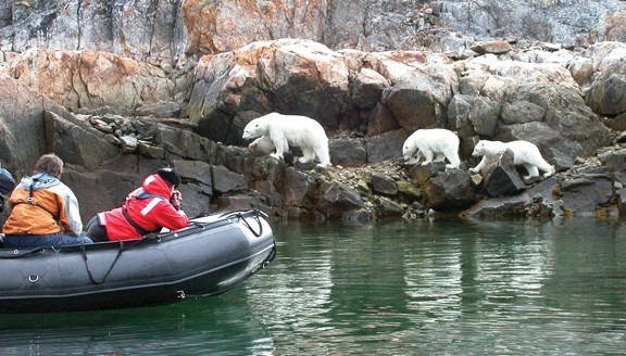 Polar Bear viewing in the Arctic Polar Bear viewing in the Arctic