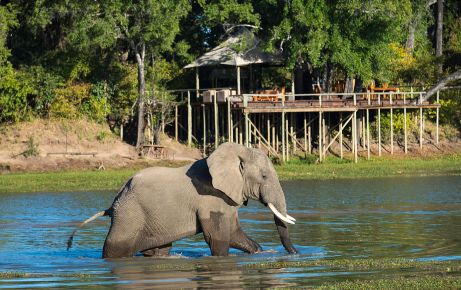 Elephant at Chindeni Camp