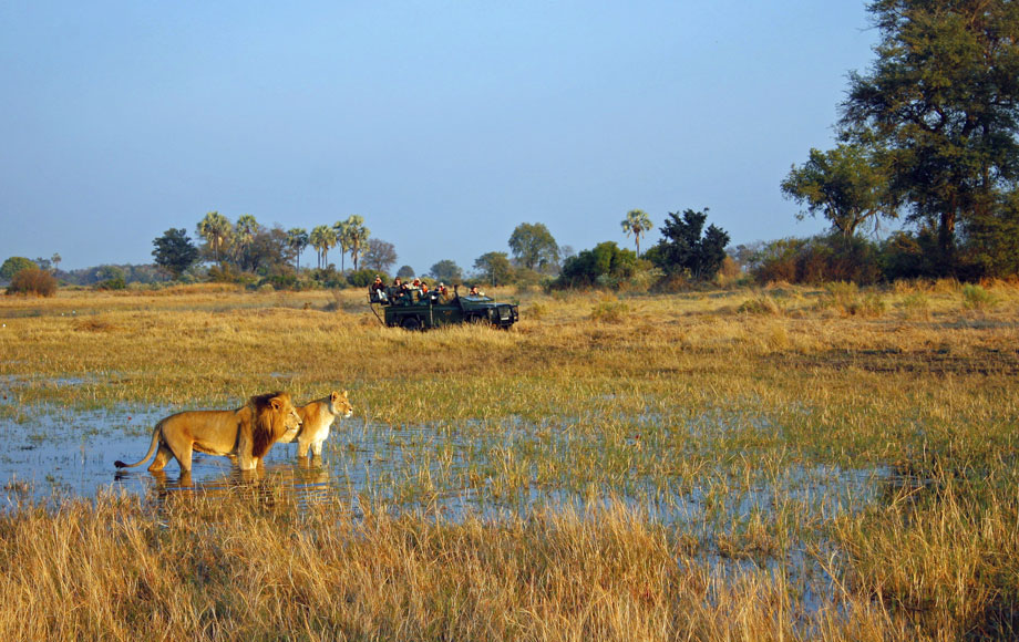 Lions at Chitabe Camp