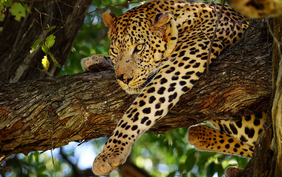Leopard in a tree on the Chobe River