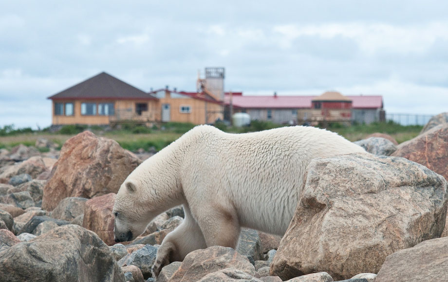 churchill-wild-nanuk Polar bear viewing at Nanuk in Churchill