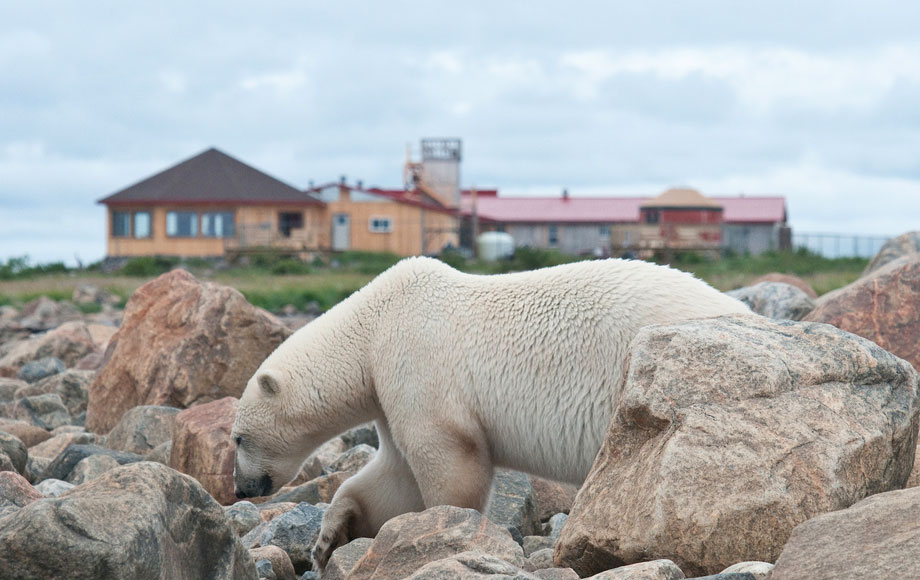 Polar bear viewing at Nanuk in Churchill