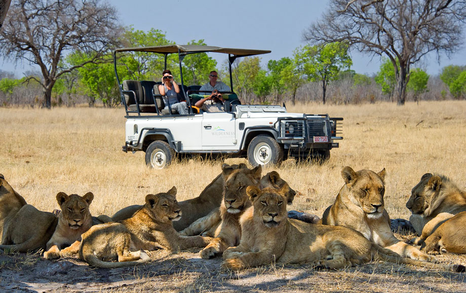 Lion pride on safari in ZImbabwe