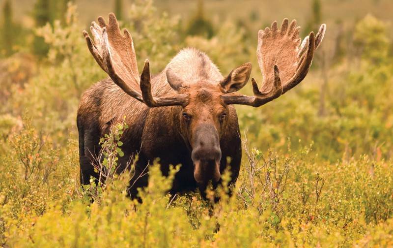 Denali and Talkeetna Natural Focus