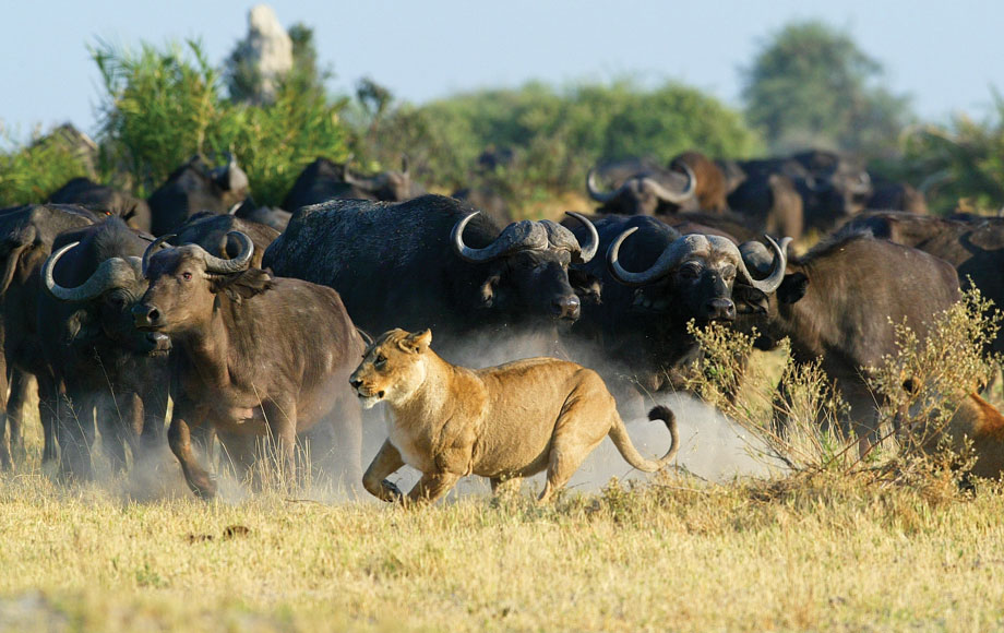 Lion chasing Buffalo