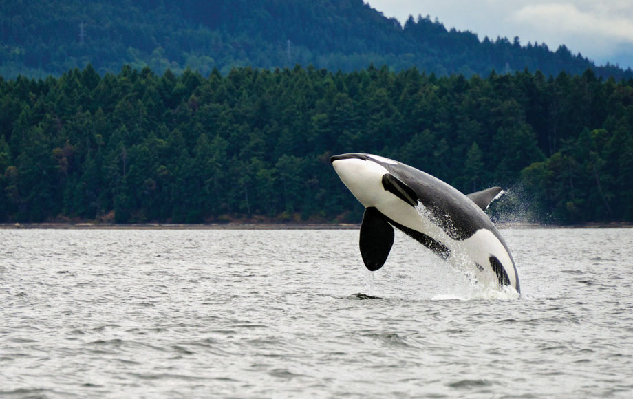 Orca breaching at Farewell Harbour Lodge