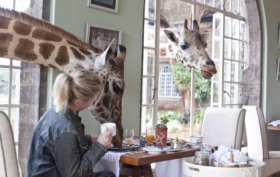 Giraffes eating from table at Giraffe Manor