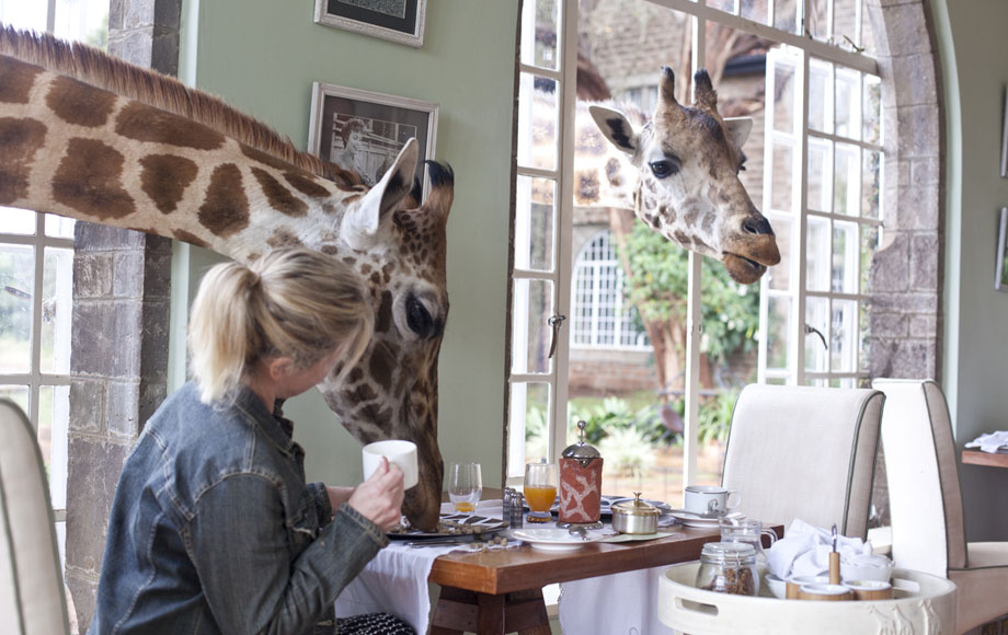 Giraffes eating from table at Giraffe Manor Giraffes eating from table at Giraffe Manor