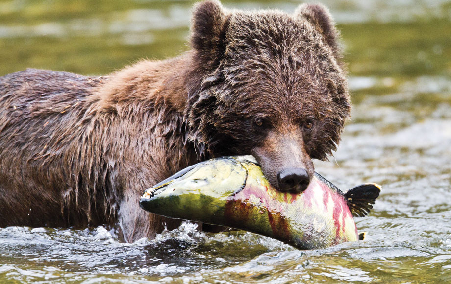 Grizzly Bear with Salmon in Canada
