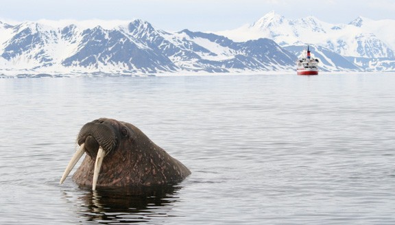 Walrus in the high Arctic Walrus in the high Arctic