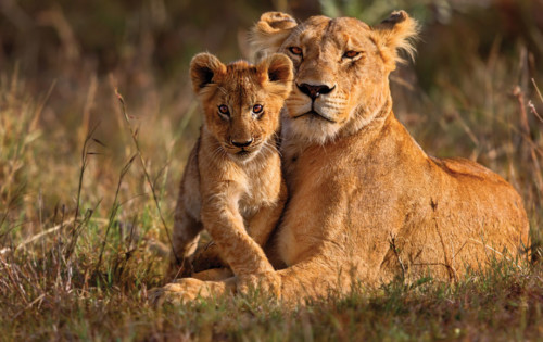 Lion and Cub in Kenya