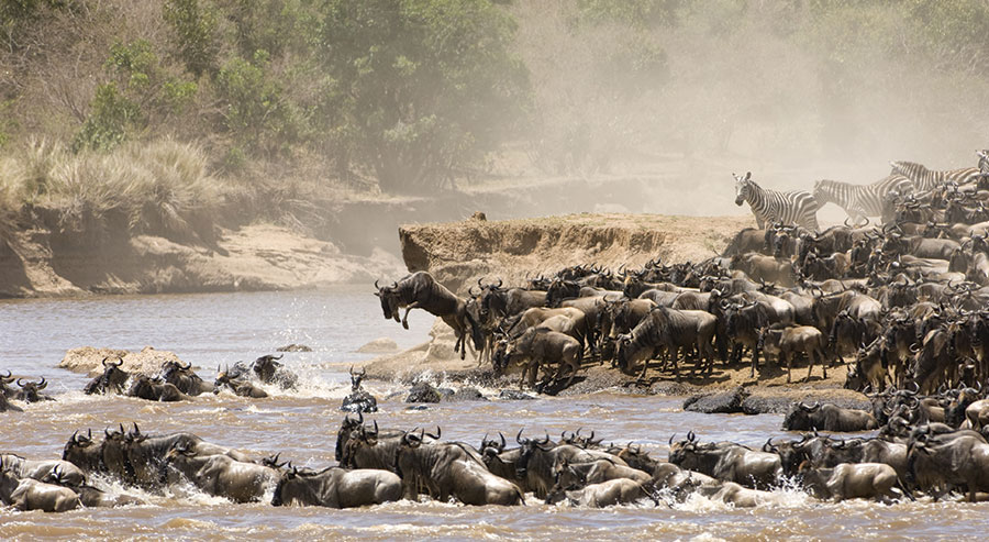 Wildebeest in the Masai Mara crossing river