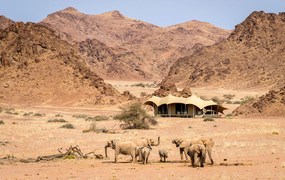 Elephants out the front of camp