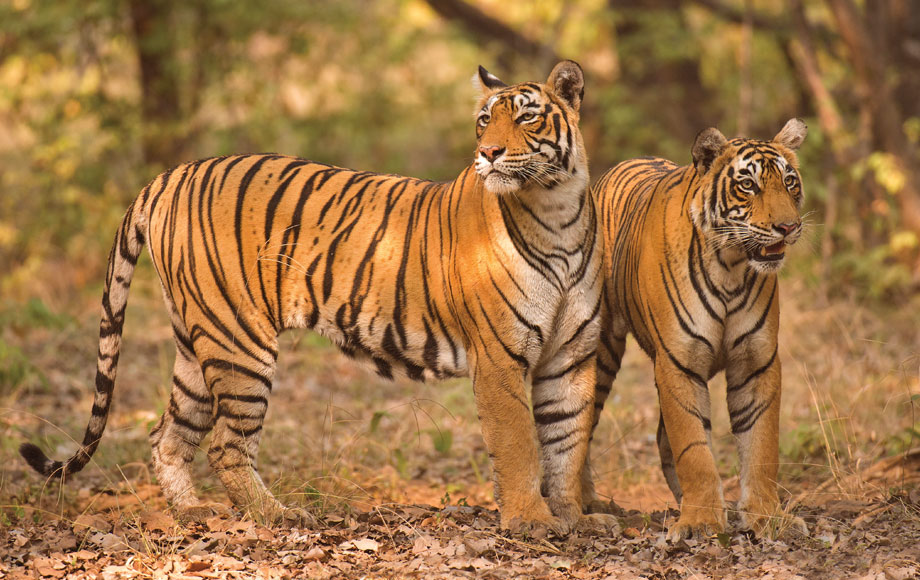 Two Tigers in India