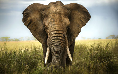 Large Male elephant