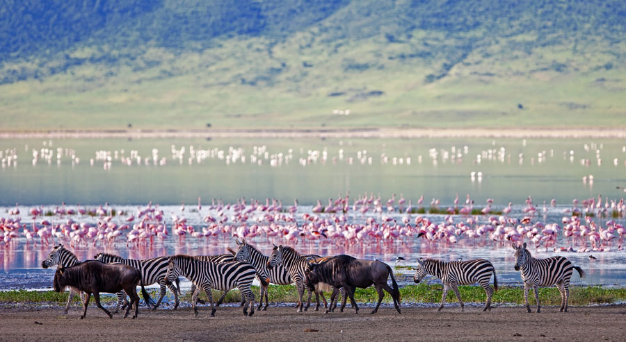 Zebra and flamingos in Kenya