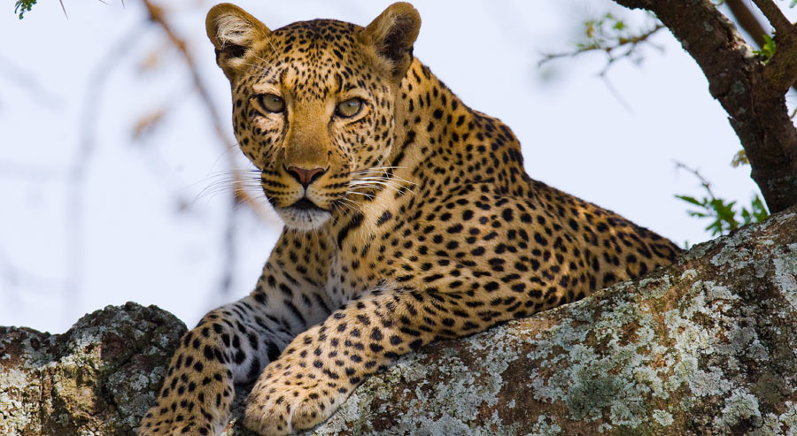 Leopard in a Tree in the Masai Mara