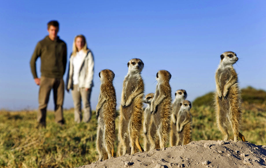 Meercats at Jack's Camp