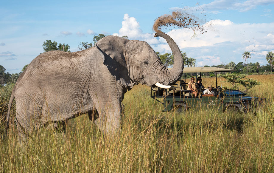 Elephant sighting on Safari