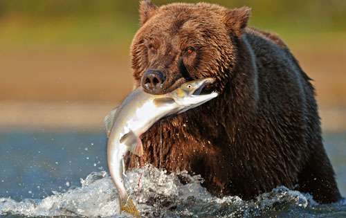 Bear with Salmon at Katmai