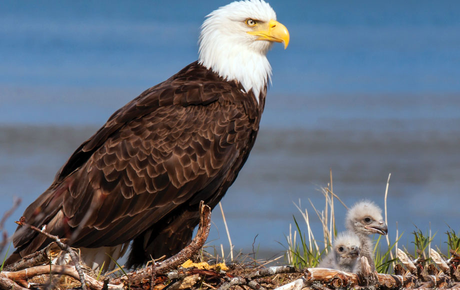 Eagle in Alaska