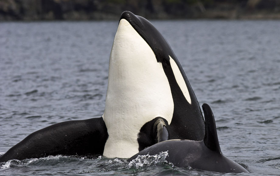 Orca Whale at Knight Inlet Lodge