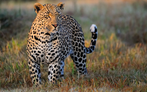 Leopard in the Kruger National Park