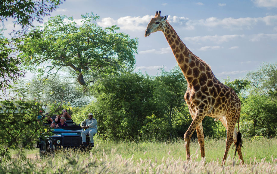 Giraffe encounter in the Kruger National Park