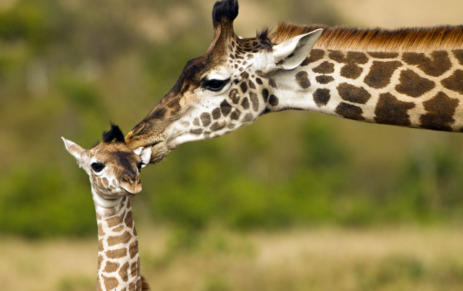 Giraffe and its baby in Kenya