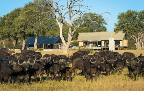 Herd of buffalo at Luxury Linkwasha Camp in Hwange National Park, Zimbabwe