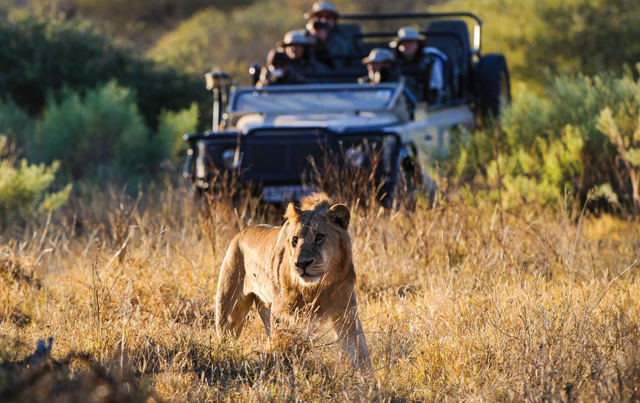 Lion at Little Mombo