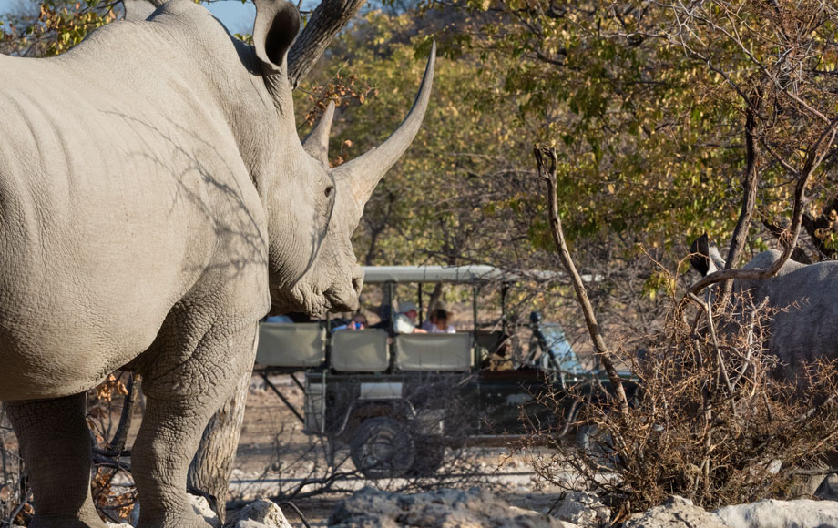 White Rhino in Namibia