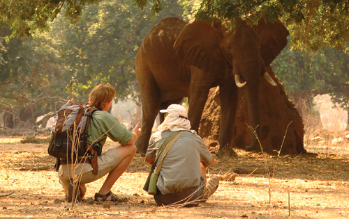 Mana Pools Walking Safaris