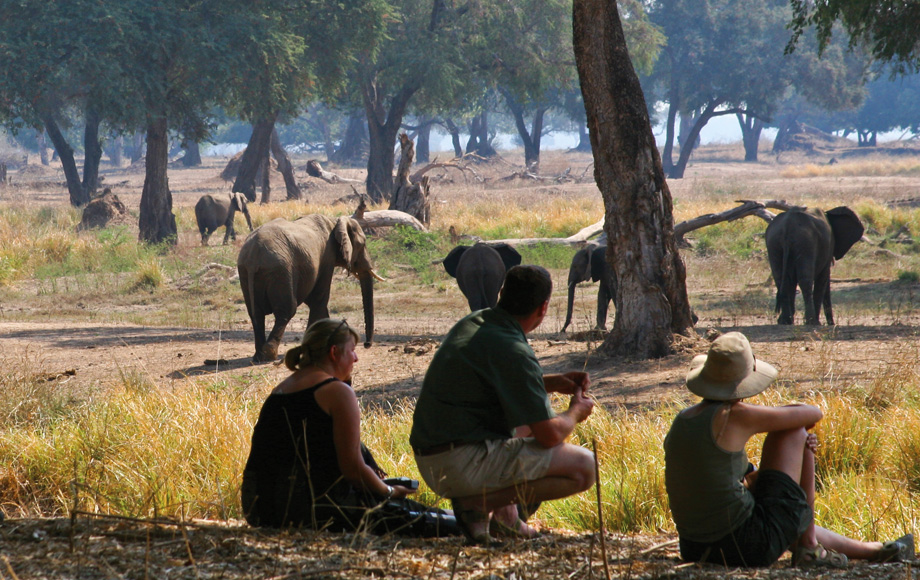 Walking Safari at Mana Pools Walking Safari at Mana Pools