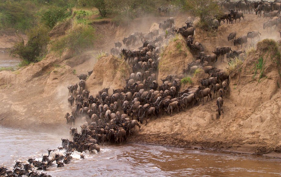 Wildebeest Migration in Kenya