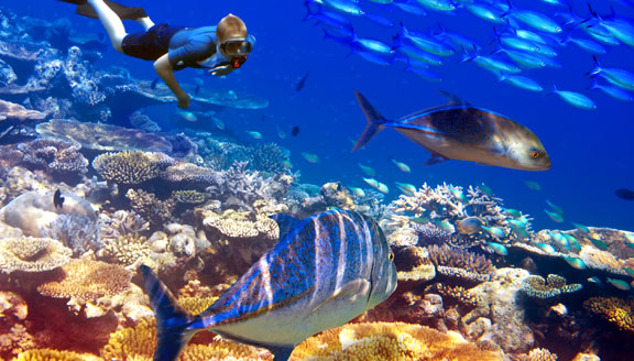 Snorkeling in Mauritius