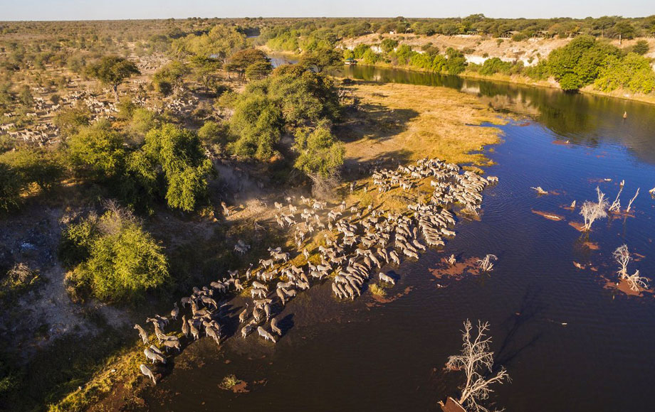 Zebra in the Boteti River